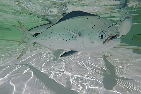 Juvenile mahi swimming at UM Experimental Hatchery