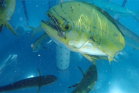 Mahi in holding tank during broodstock trip
