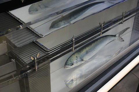 Juvenile mahi swimming in swim tunnel