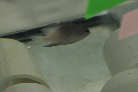 Bicolor Damselfish in tank within the lab