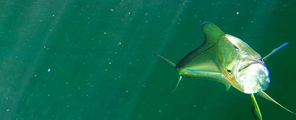 Mahi swimming towards camera