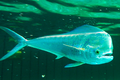 Bull mahi at the Experimental Hatchery