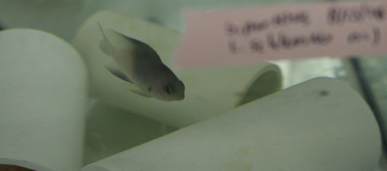 Bicolor damselfish in tank