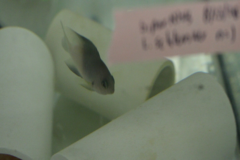 Bicolor Damselfish in tank