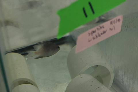 Bicolor damselfish in tank with tank label in frame