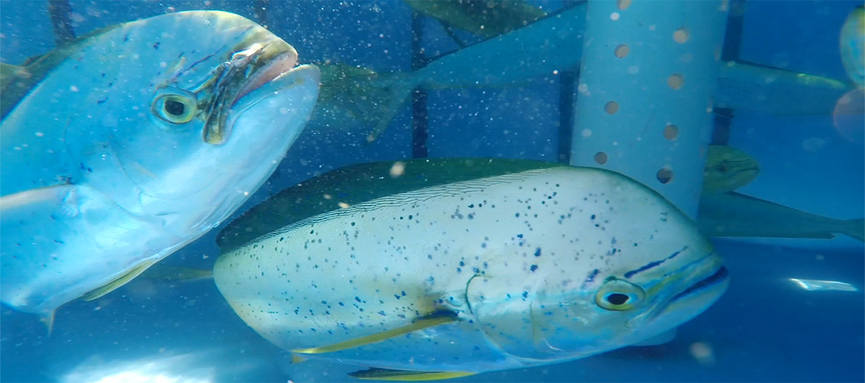 Broodstock mahi in onboard recovery tank