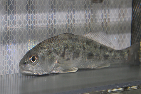 Red drum inside swim tunnel