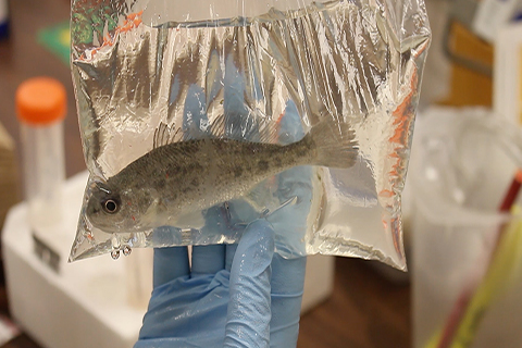 Red drum with red dye injected for identifying markers