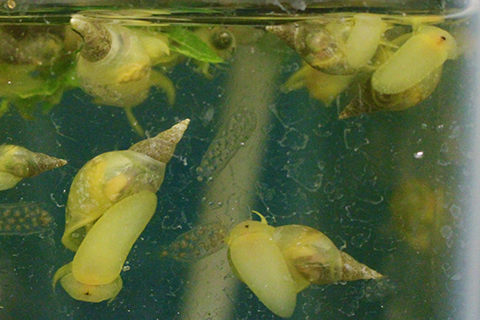 Lymnena snails and their egg sacs in a tank within the lab