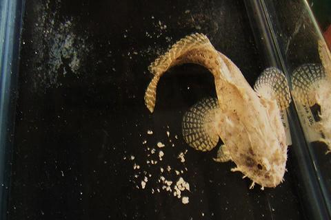 Gulf Toadfish in a tank with carbonate