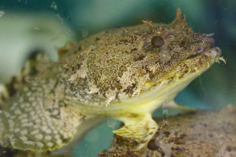 Gulf toadfish in the lab perching on another